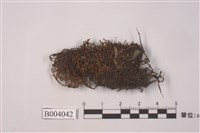 藏品(圓果裂齒苔)的圖片